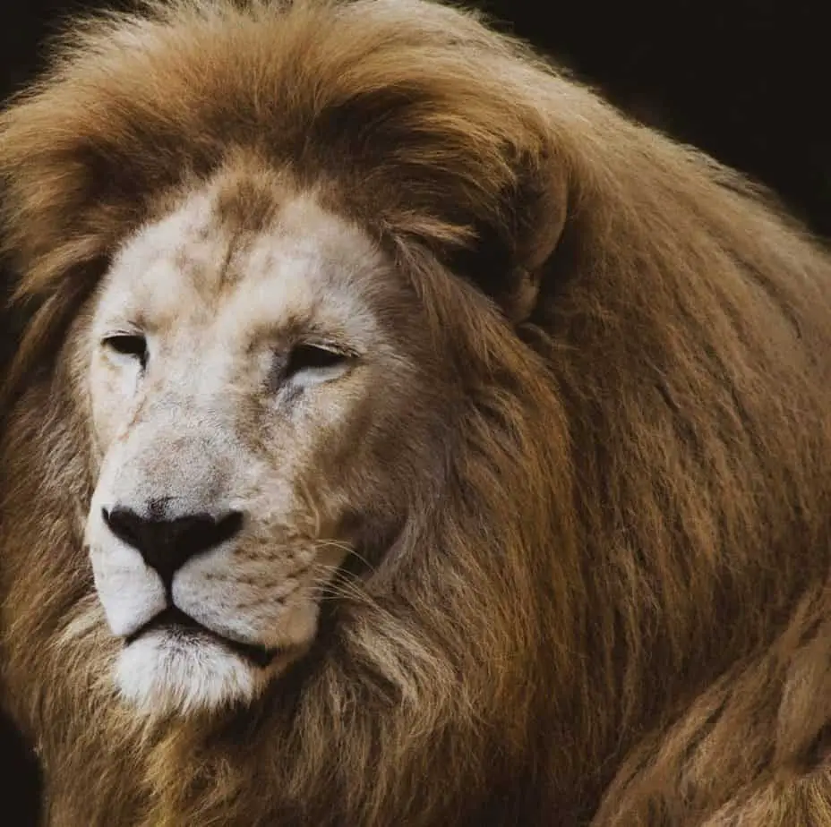 close up photo of lion